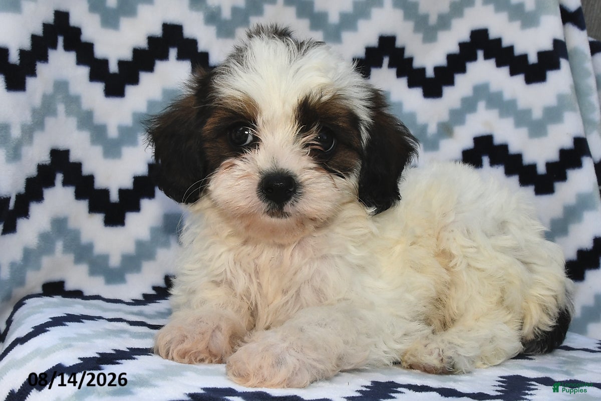 Shihpoo dogs Brielle - Ad 2