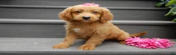 Mini Goldendoodle dogs for sale: Bella - Ad 6