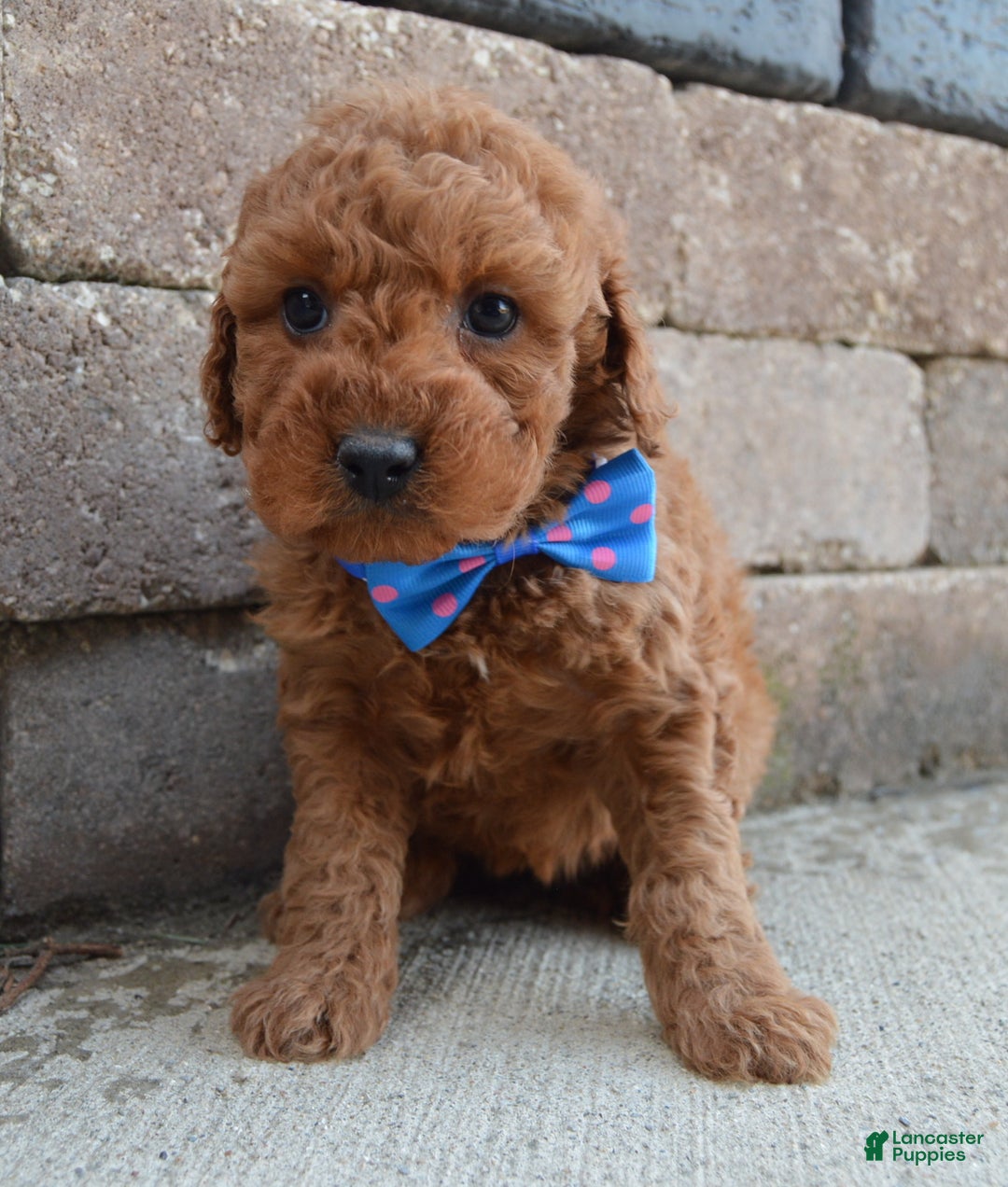 Cockapoo dogs for sale: Callie - Ad 7