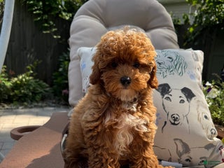 Cavapoo dogs - Ad 6