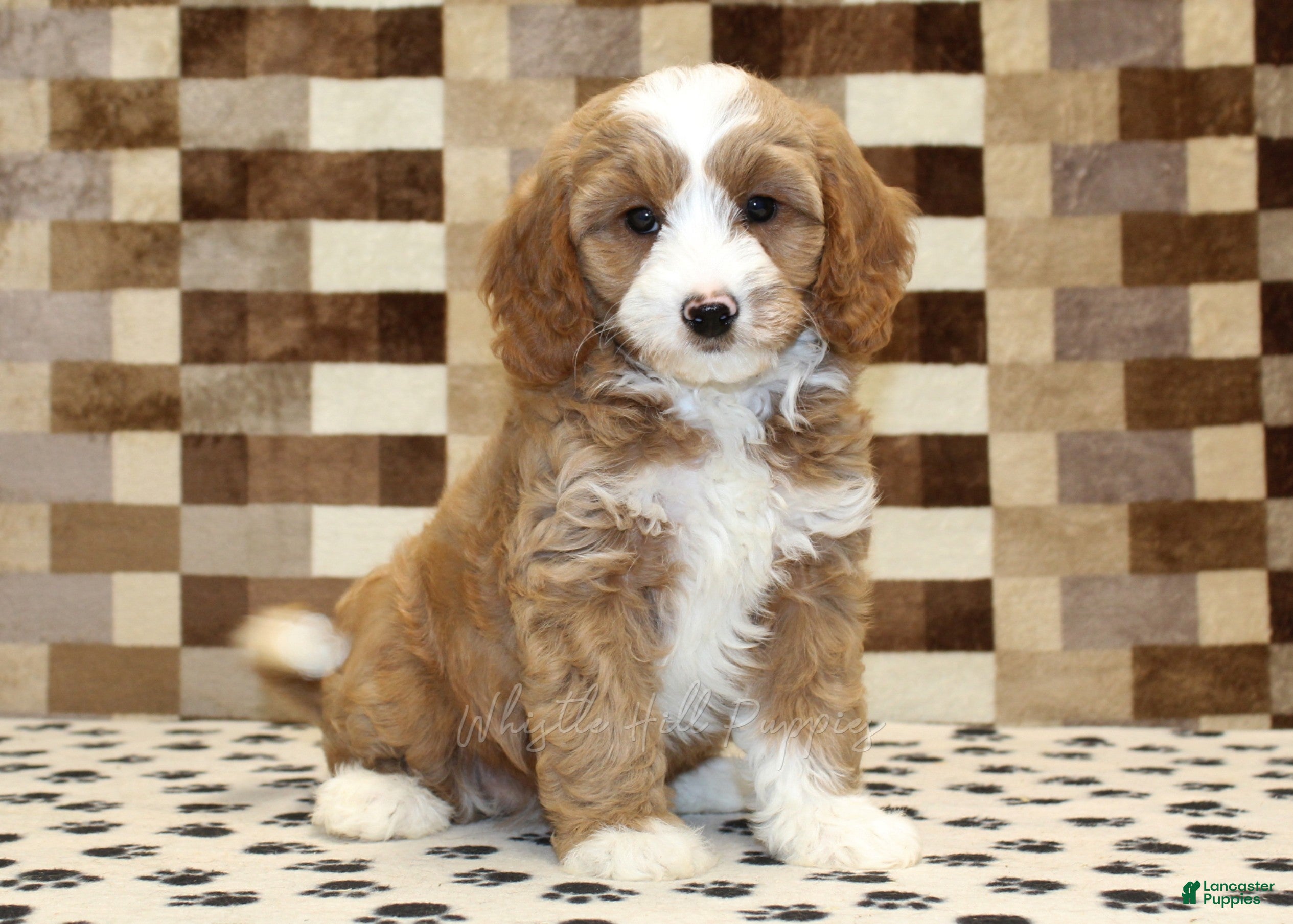 Mixed Breed dogs Fancy - Ad 1