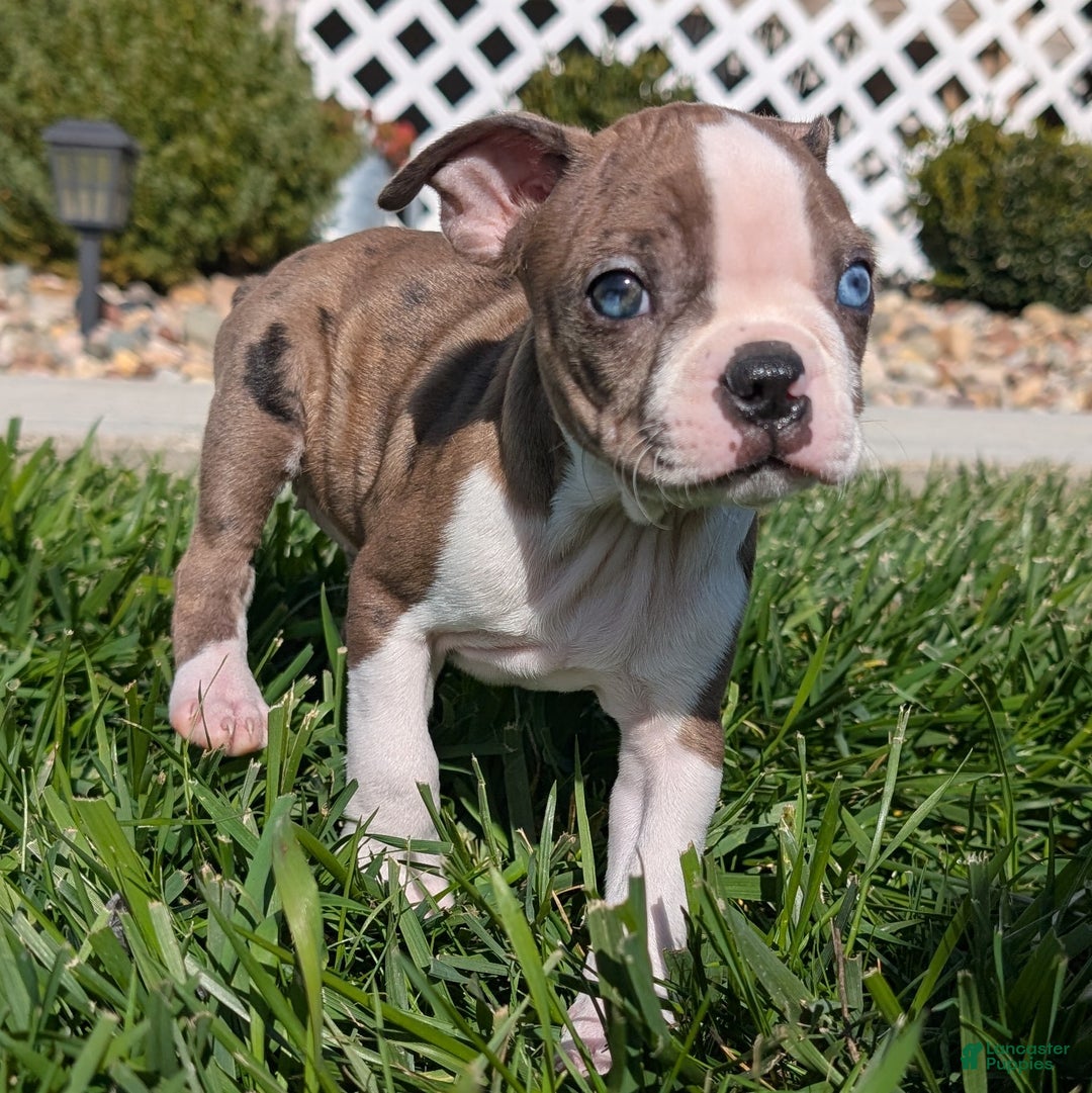 Boston Terrier dogs for sale: Lavender - Ad 6