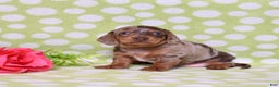 Miniature Dachshund dogs for sale: Wilma  - Ad 3