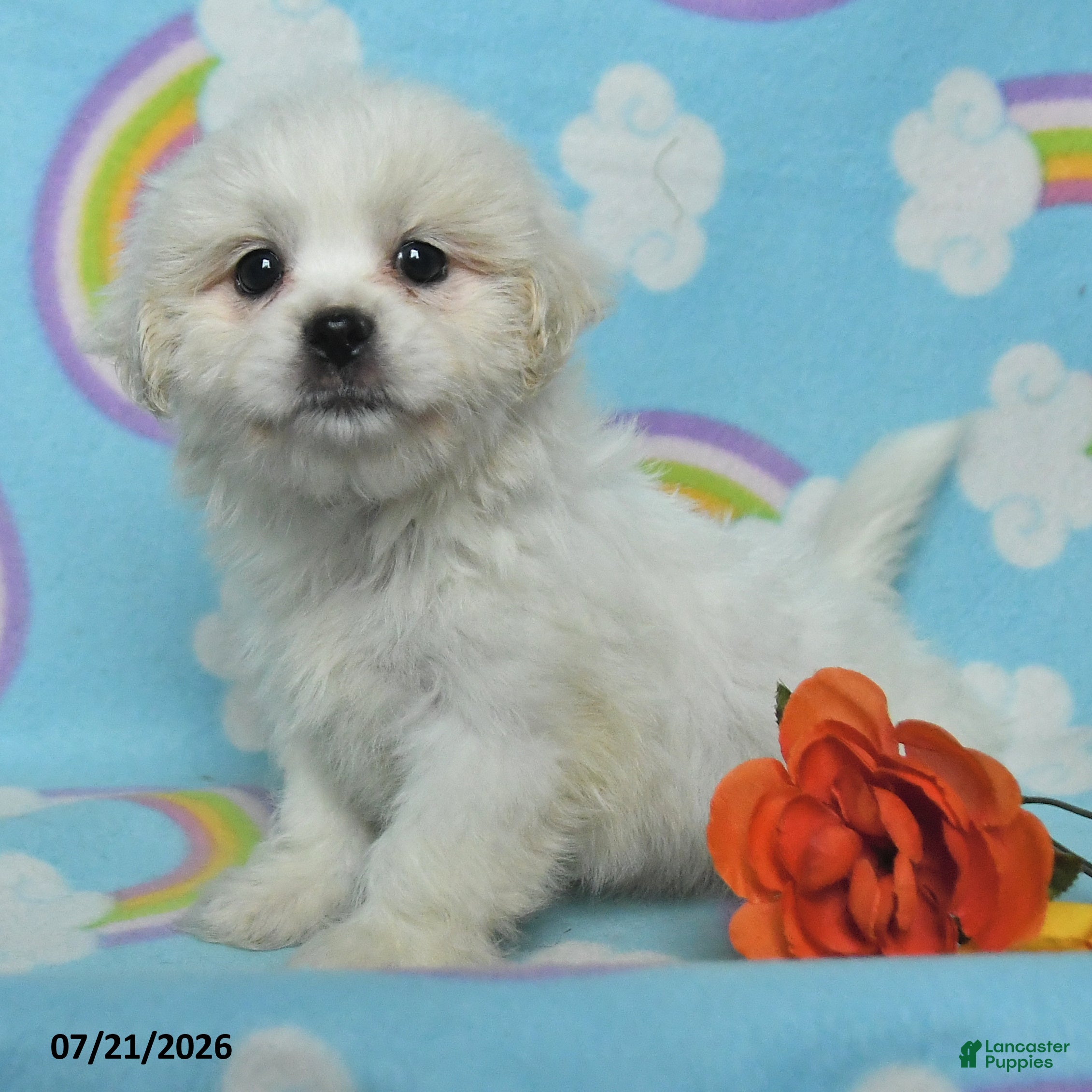 Teddy Bear dogs Barbie - Ad 2
