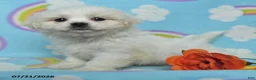 Teddy Bear dogs for sale: Barbie - Ad 2