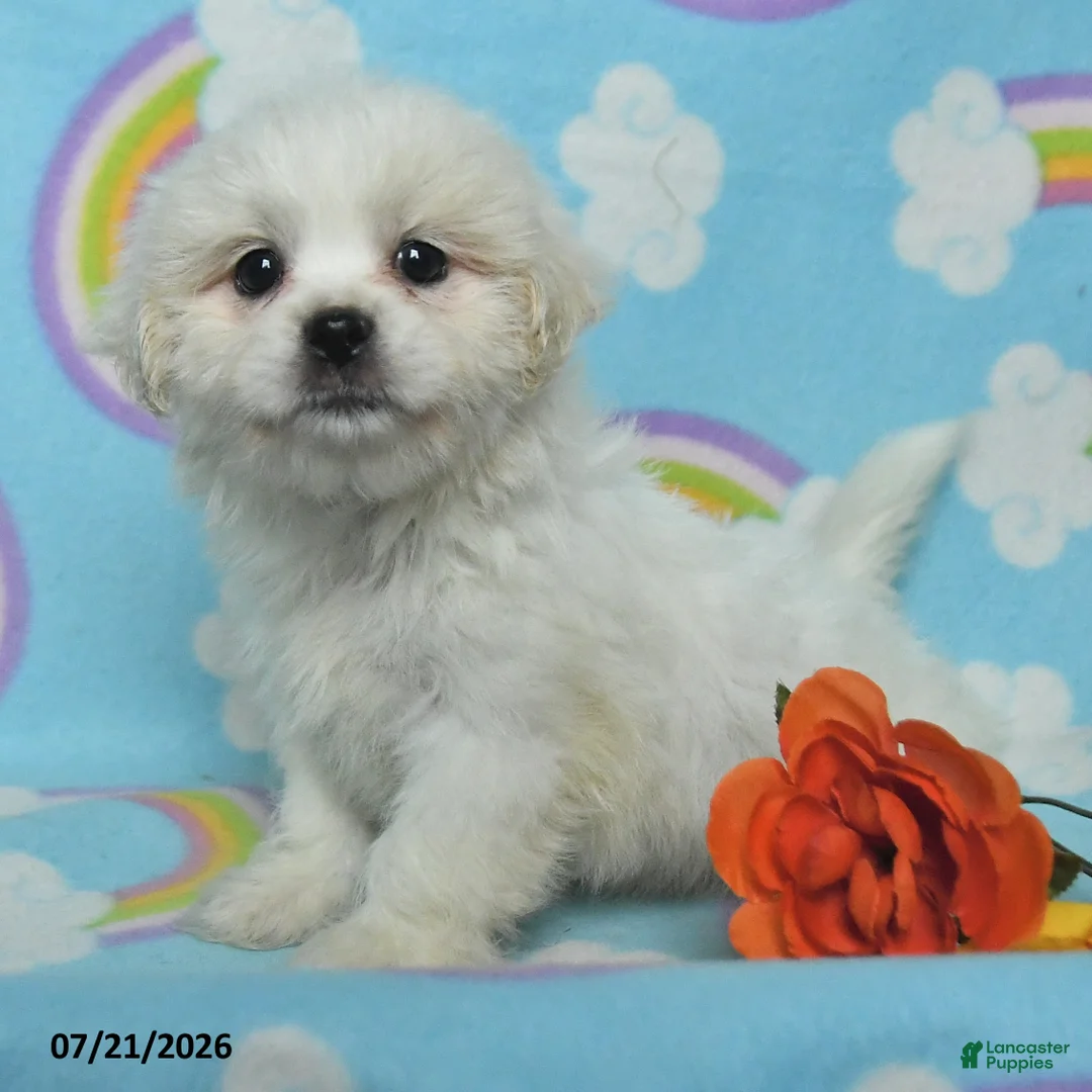 Teddy Bear dogs for sale: Barbie - Ad 2