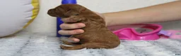 Cockapoo dogs for sale: Natalie - Ad 2