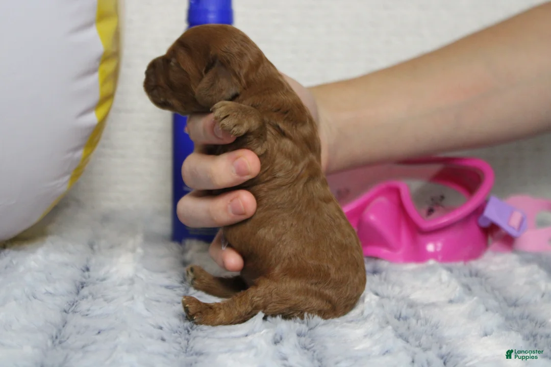 Cockapoo dogs for sale: Natalie - Ad 2