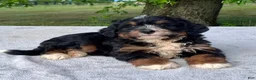 Bernedoodle dogs for sale: Teddy - Ad 2