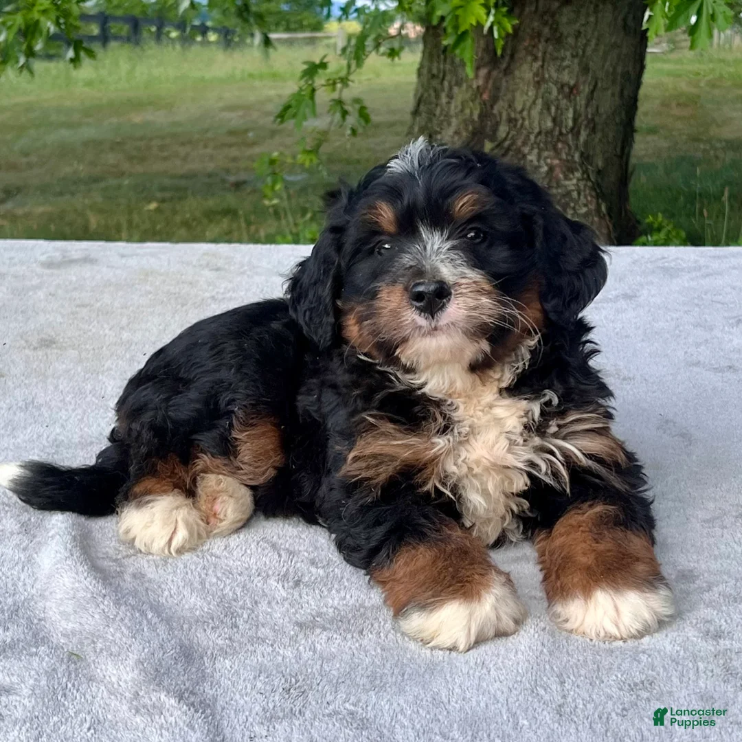 Bernedoodle dogs for sale: Teddy - Ad 2