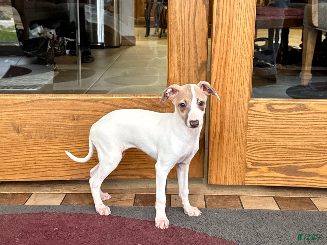 Italian Greyhound dogs for sale: Cindy - Ad 9