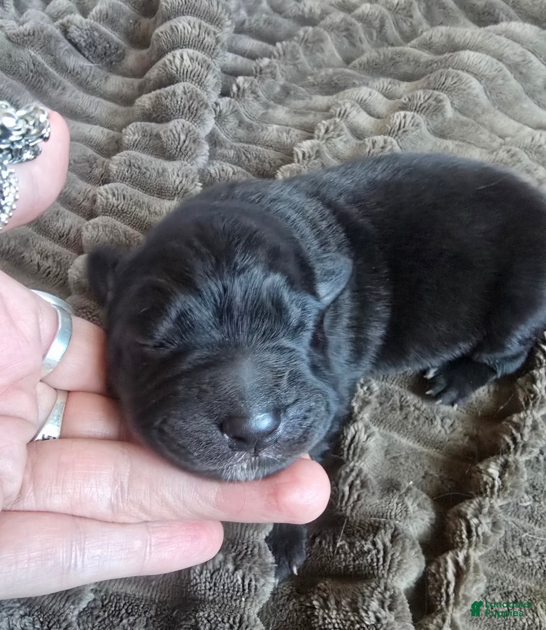 Mixed Breed dogs for sale: Starlight - Ad 9