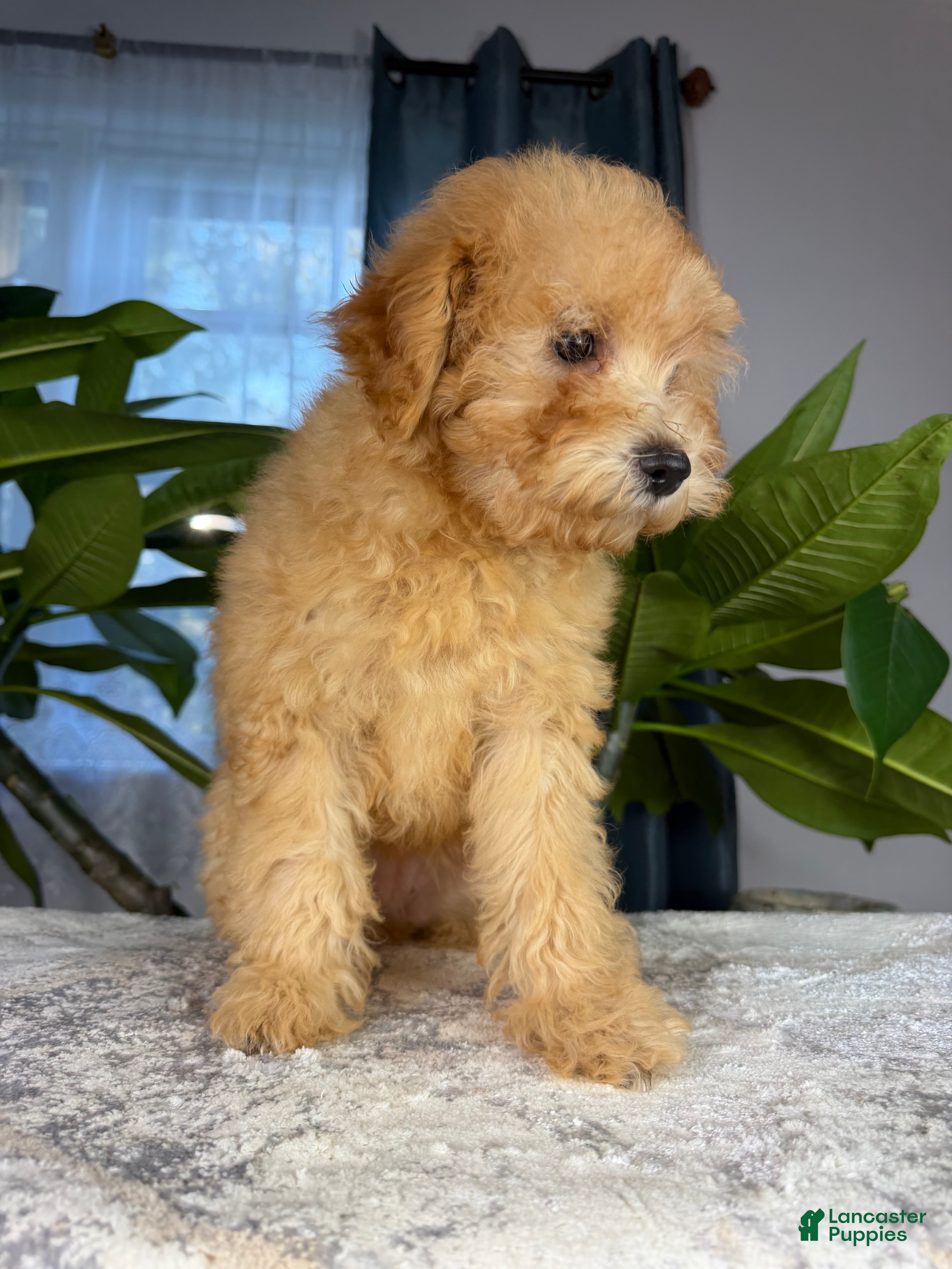 Yorkiepoo dogs for sale: Yorkiepoo 6 - Ad 2