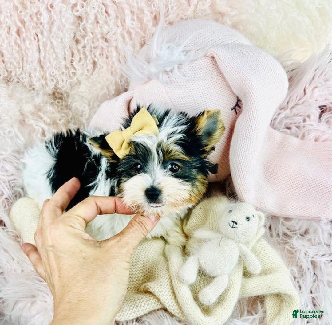 Meet Jor! Yorkshire Terrier Puppy for sale in Riviera Beach