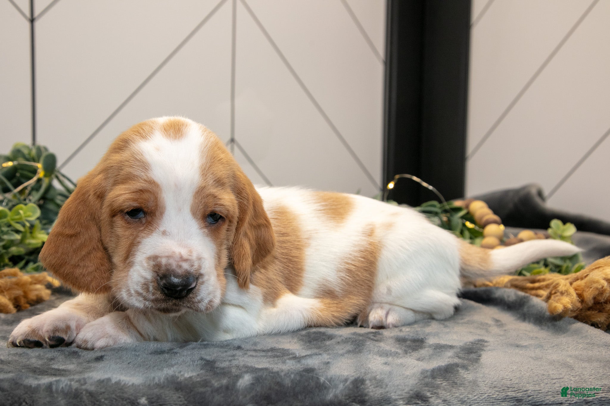 Basset Hound dogs Gizmo - Ad 1