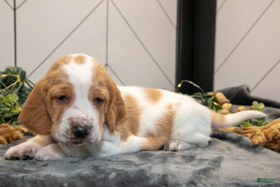 Basset Hound dogs for sale: Gizmo - Ad 1
