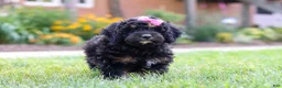 Bernedoodle dogs for sale: Paris - Ad 10