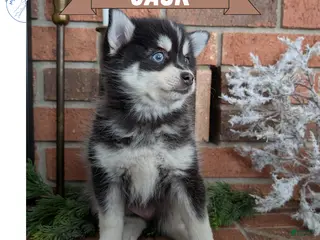Pomsky dogs Jack - Ad 2
