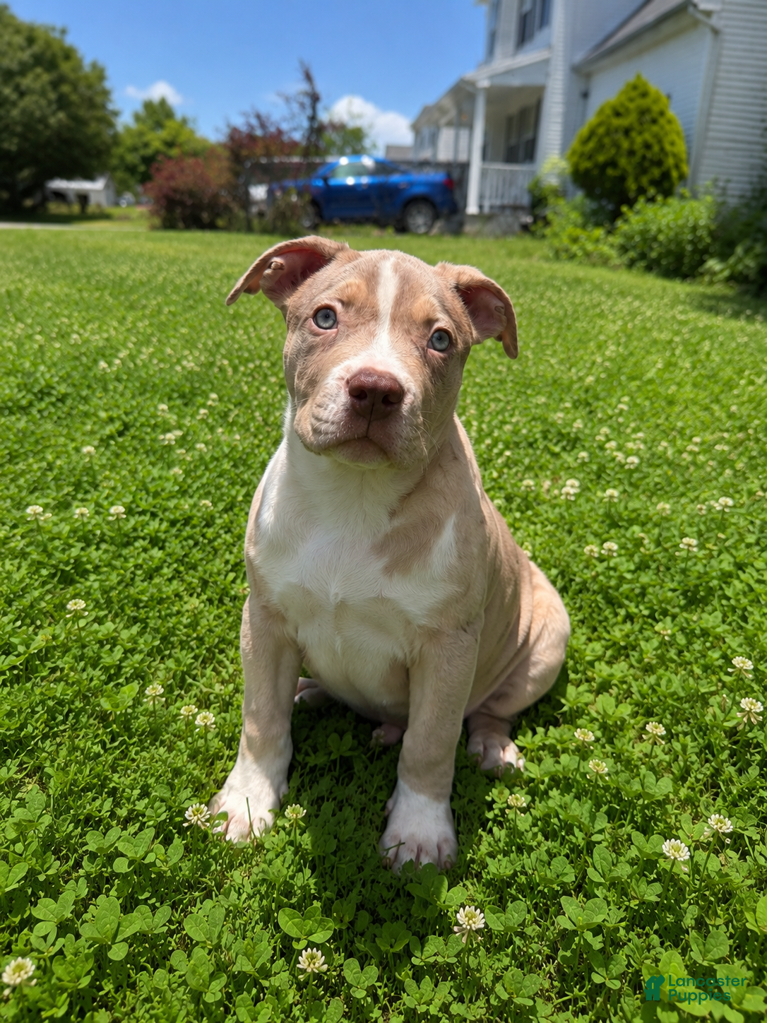 American Bully dogs American Bully Puppy 1 - Ad 1