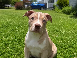 American Bully dogs for sale: American Bully Puppy 1 - Ad 2