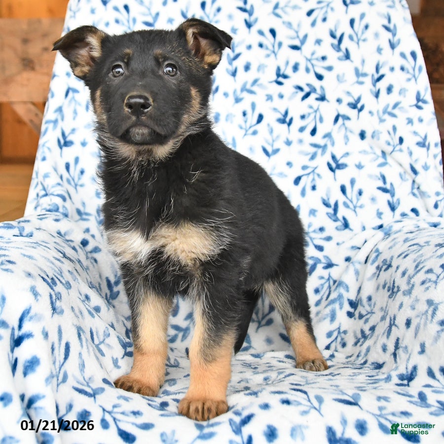 German Shepherd dogs Lacy - Ad 2