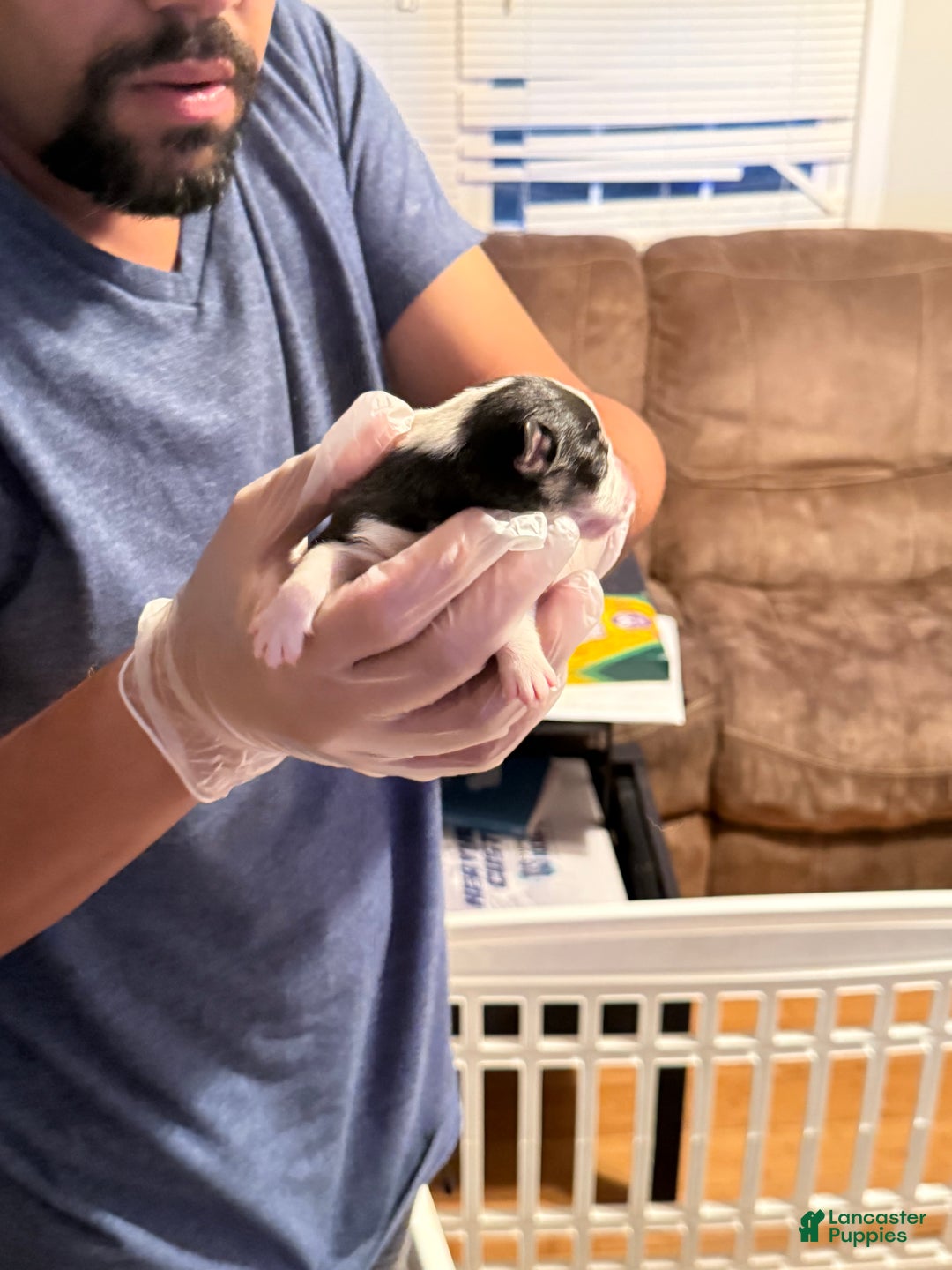 Welsh Corgi Pembroke dogs for sale: Jacob - Ad 2