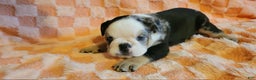 English Bulldog dogs for sale: English Bulldog Shadow - Ad 8