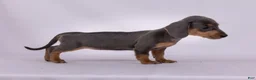 Miniature Dachshund dogs for sale: Pam - Ad 3