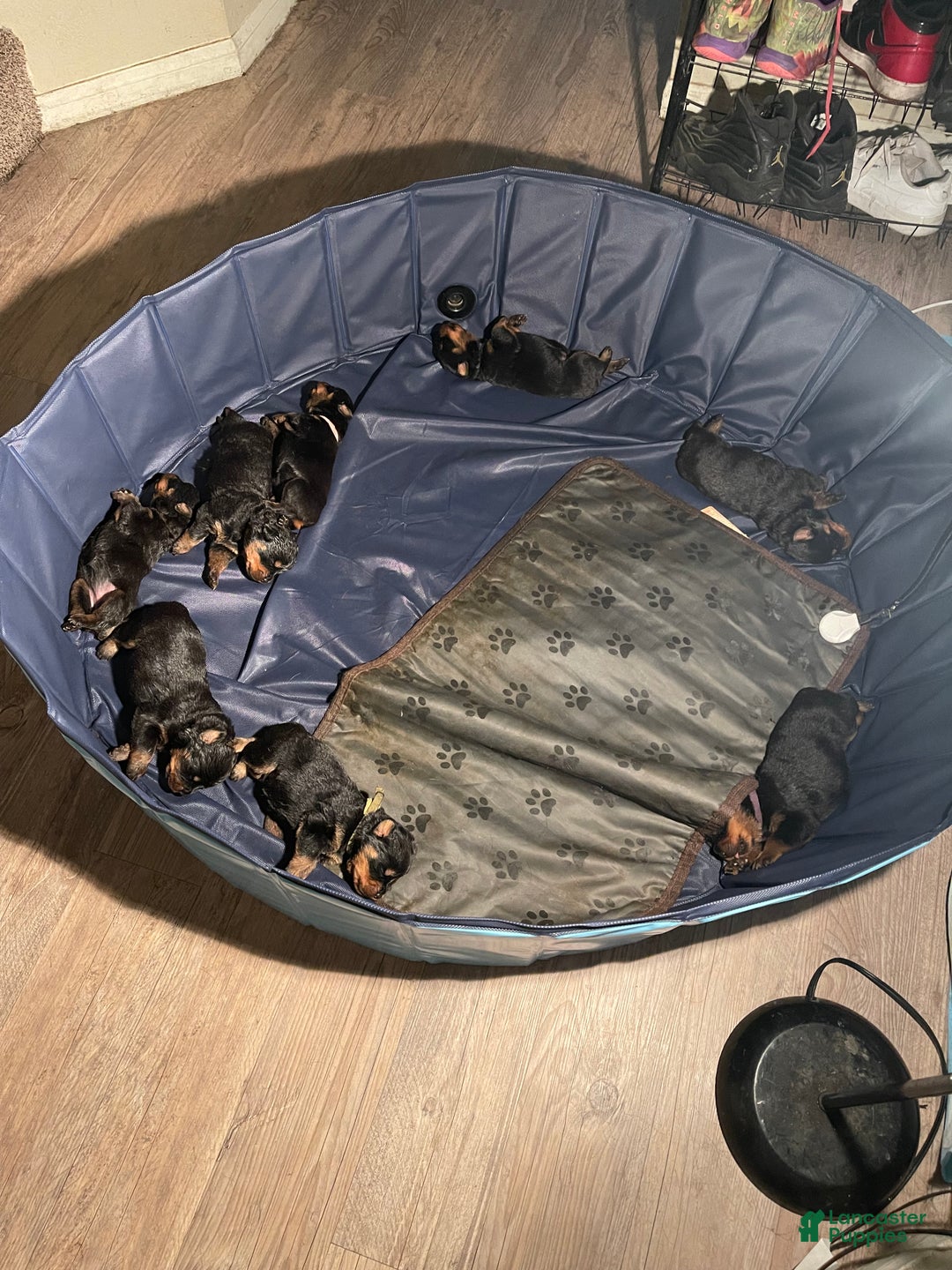 Rottweiler dogs for sale: 3rd Pick Female - Ad 10
