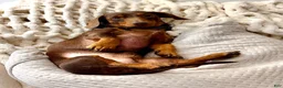 Miniature Dachshund dogs for sale: Miniature Dachshund 1 - Ad 9