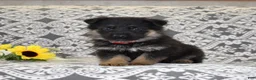 German Shepherd dogs for sale: Axel - Ad 1