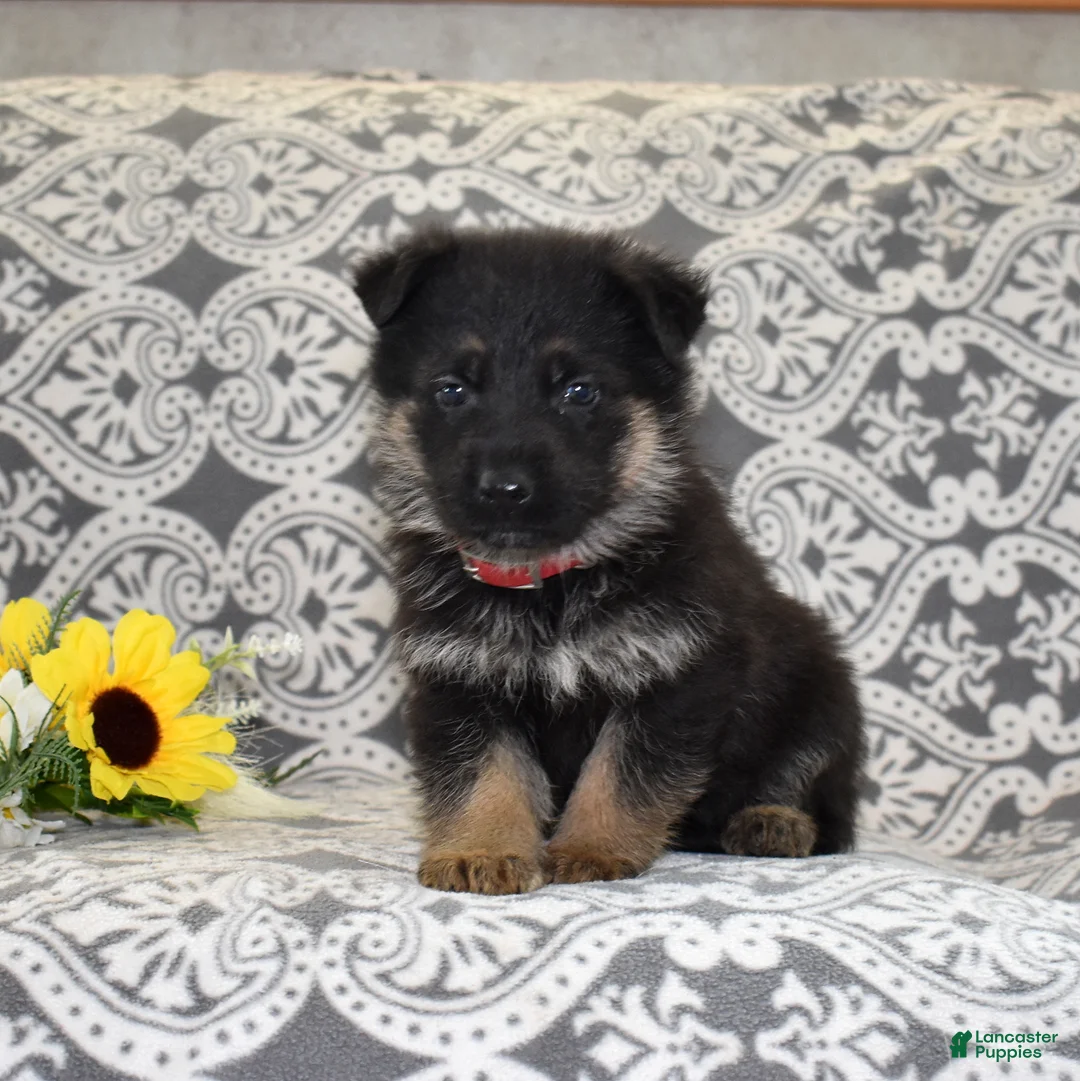 German Shepherd dogs for sale: Axel - Ad 1