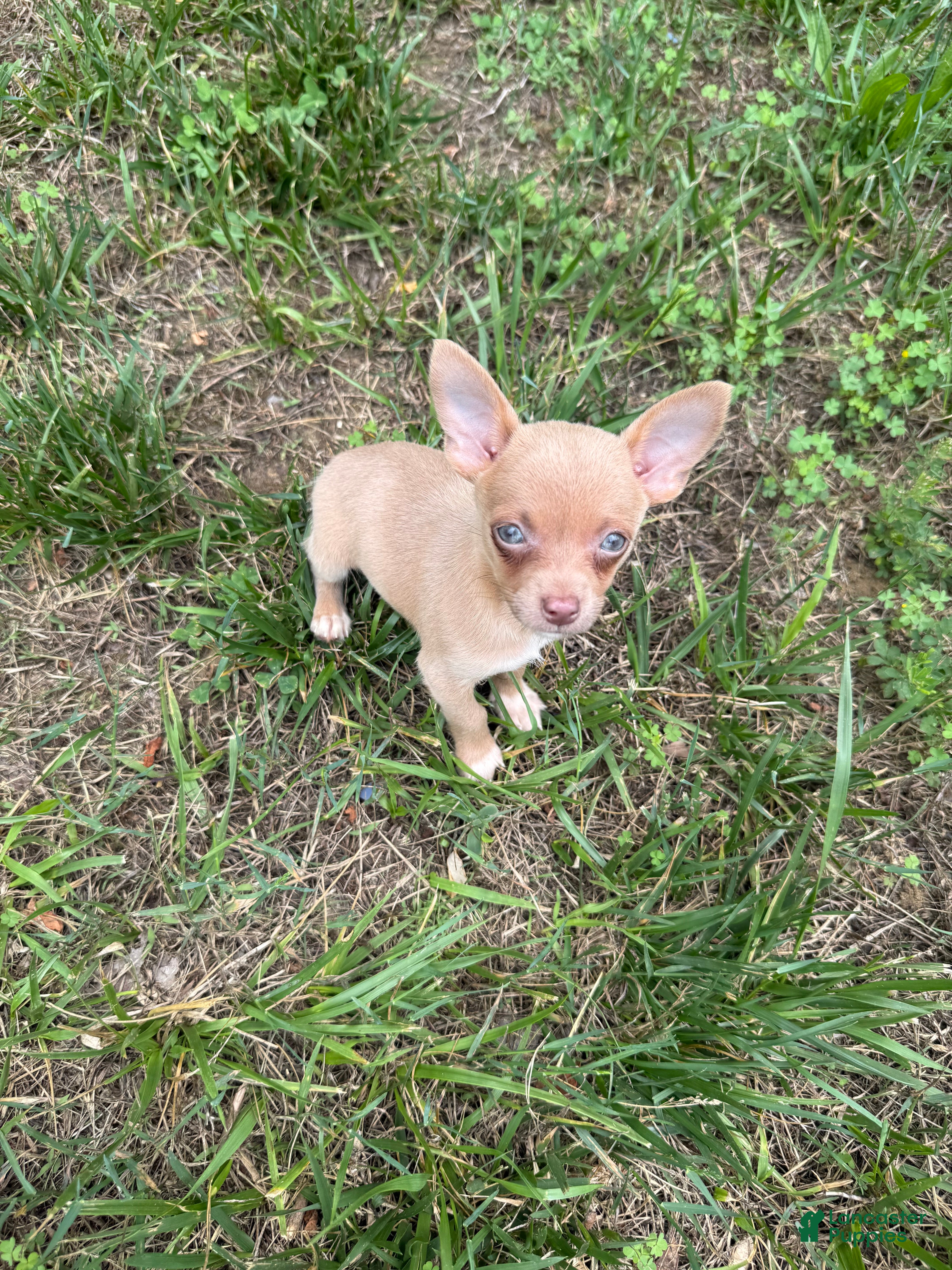 Chihuahua dogs Jasper - Ad 1