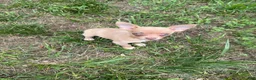 Chihuahua dogs for sale: Jasper - Ad 1