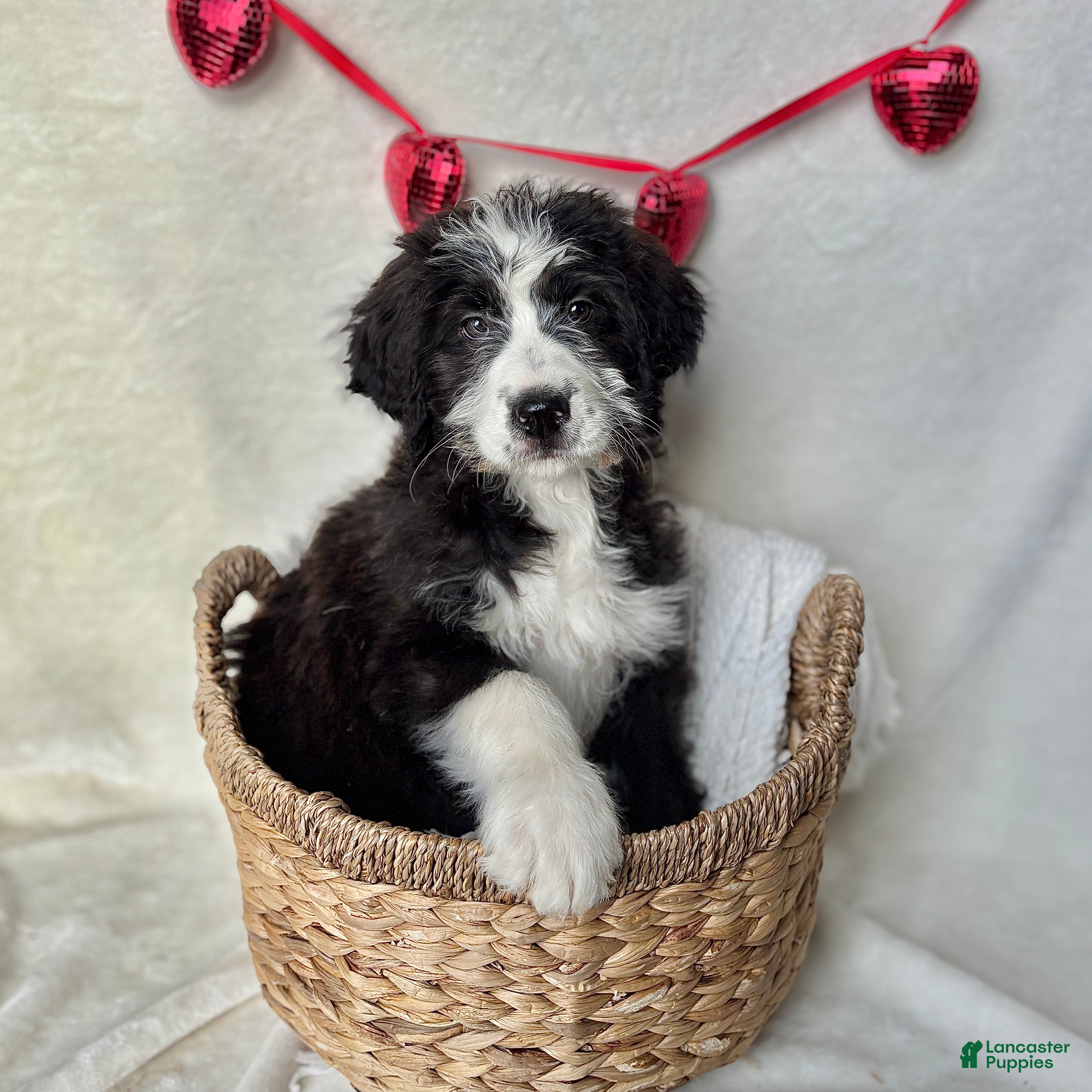 Bernedoodle dogs Milo (Updated Pictures!) - Ad 1