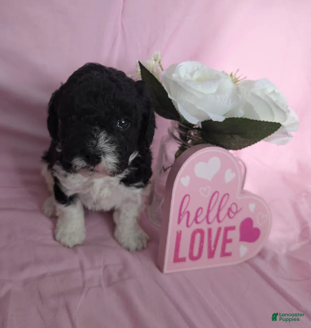 Cavapoo dogs for sale: Bear - Ad 6