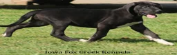 Great Dane dogs for sale: Max - Ad 10