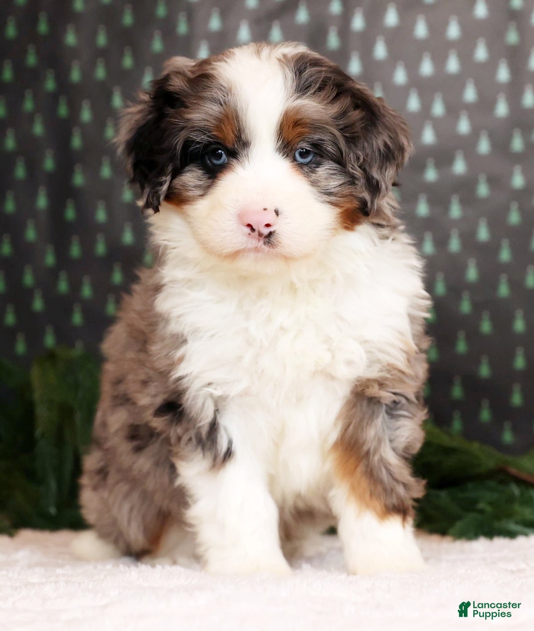 Mini Bernedoodle dogs for sale: River - Ad 4