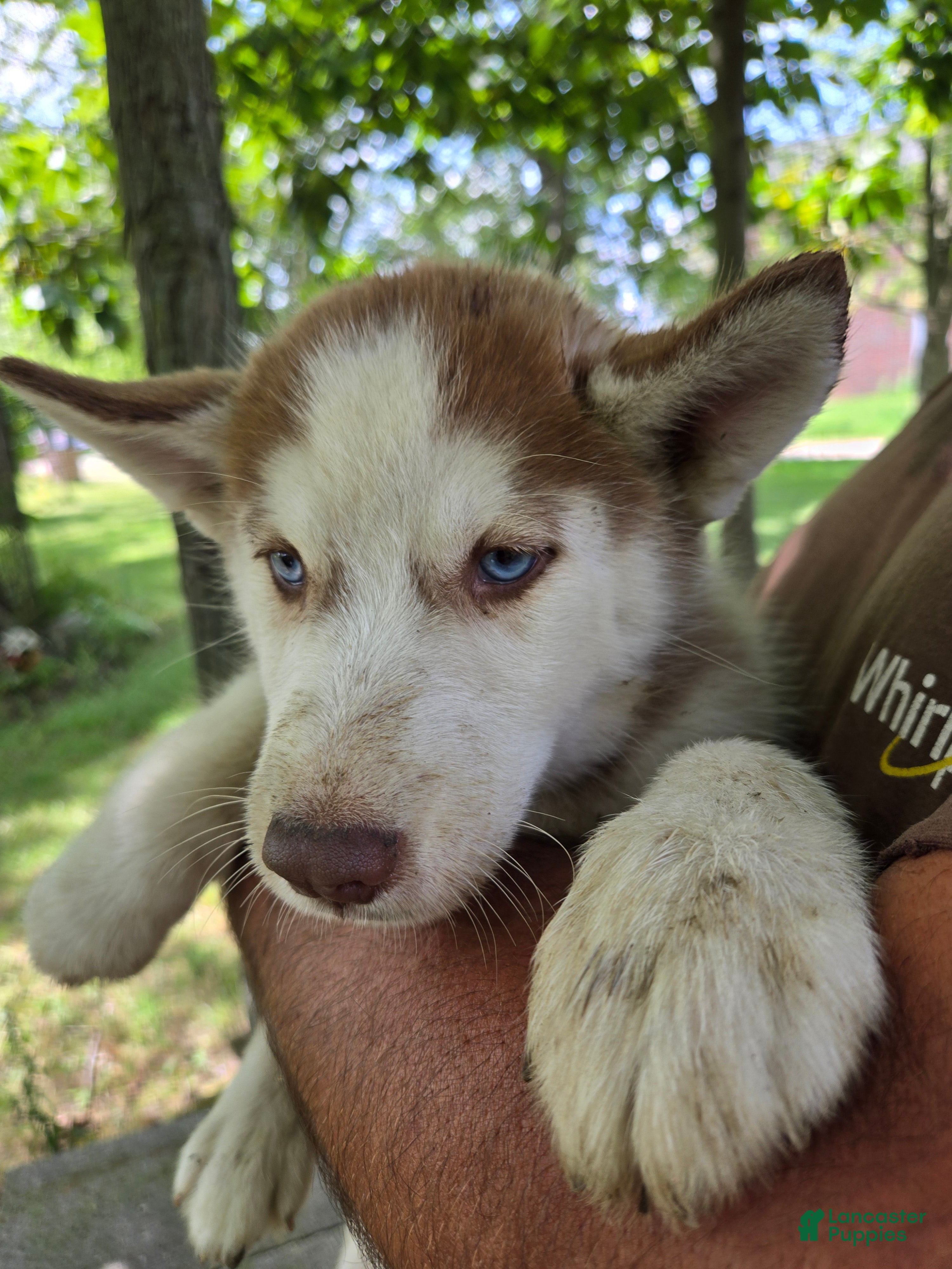 Siberian Husky dogs Valerie  - Ad 2