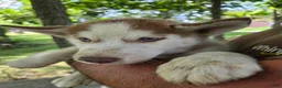 Siberian Husky dogs for sale: Valerie  - Ad 2