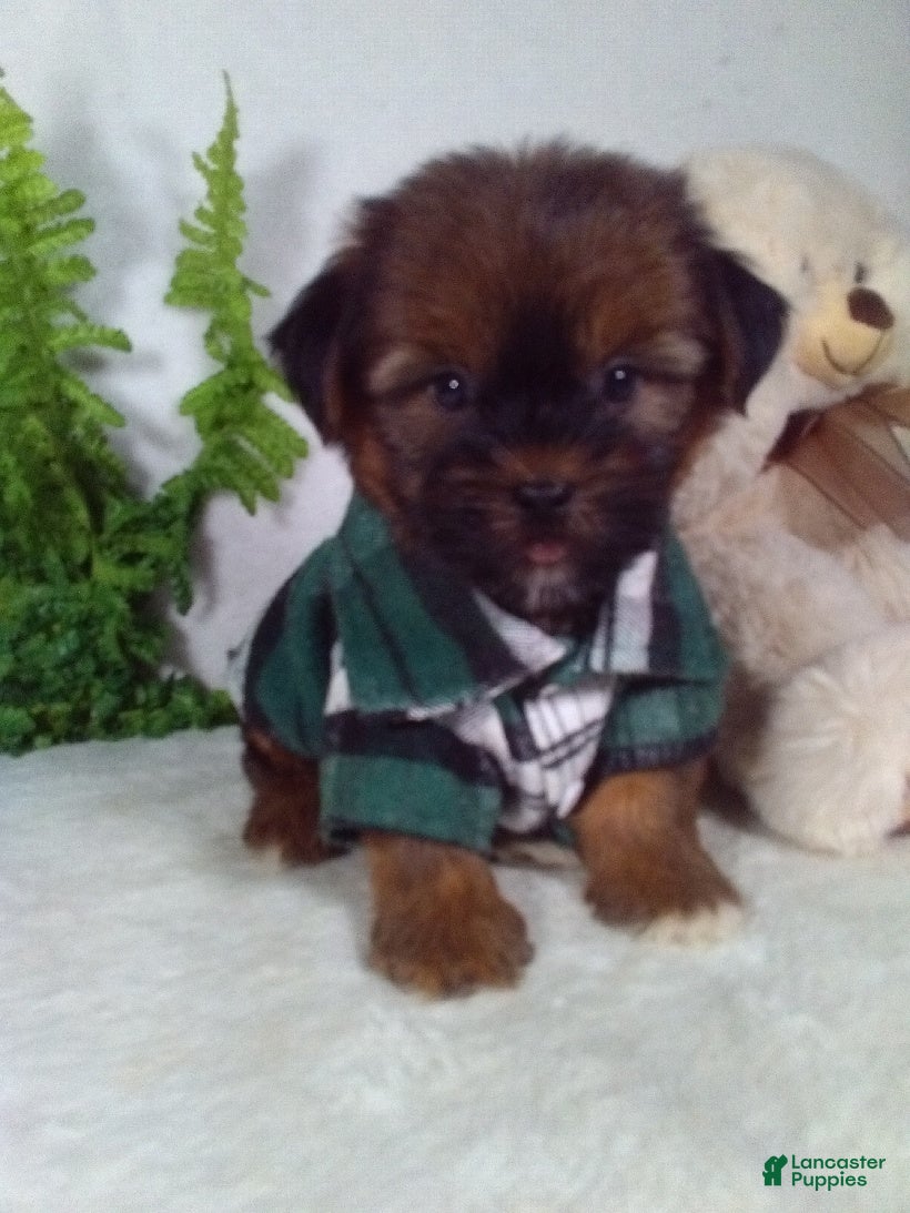 Shorkie dogs Gunner - Ad 1