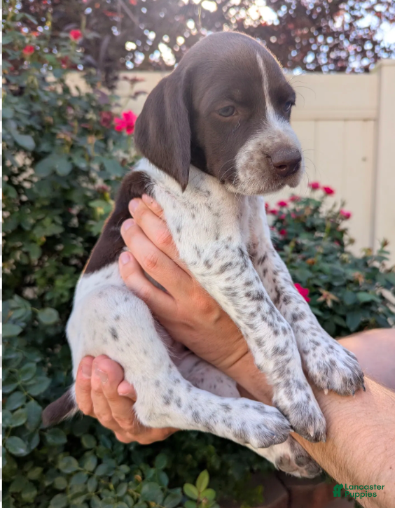 German Shorthaired Pointer dogs Green female - Ad 1