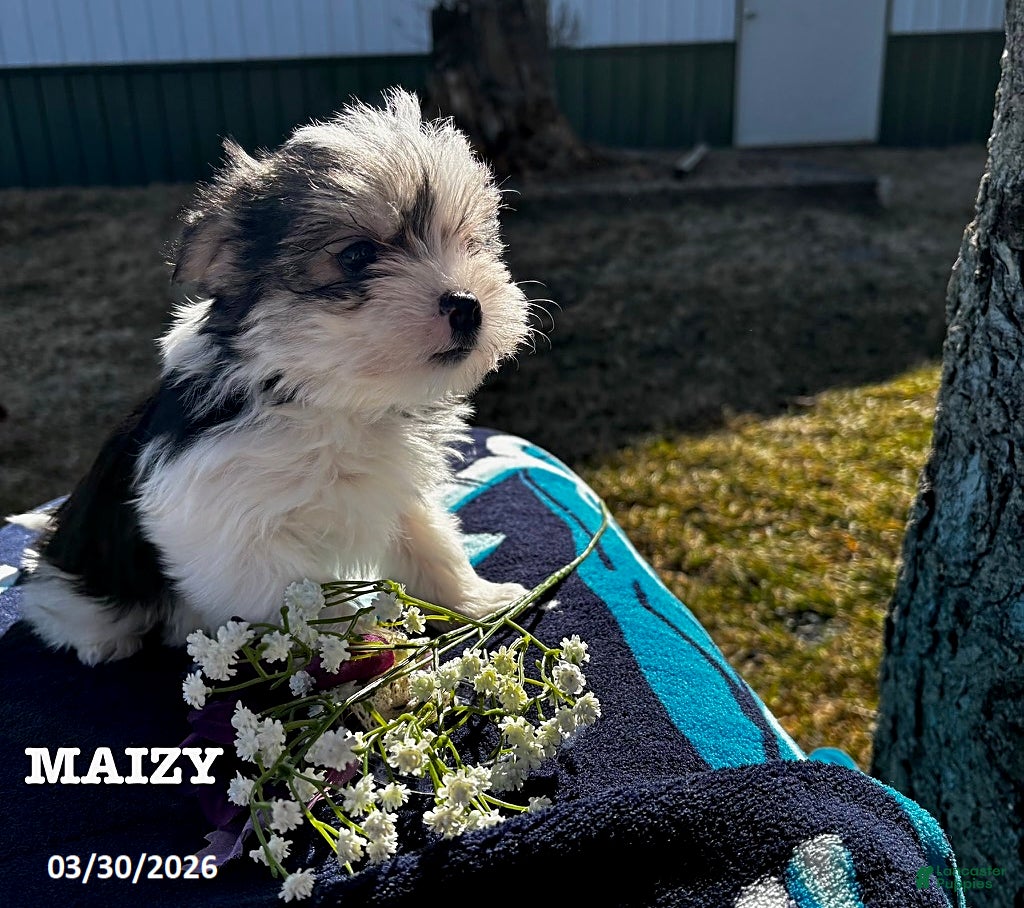 Morkie dogs Maizy - Ad 2