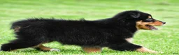 Australian Shepherd dogs for sale: Becka - Ad 5