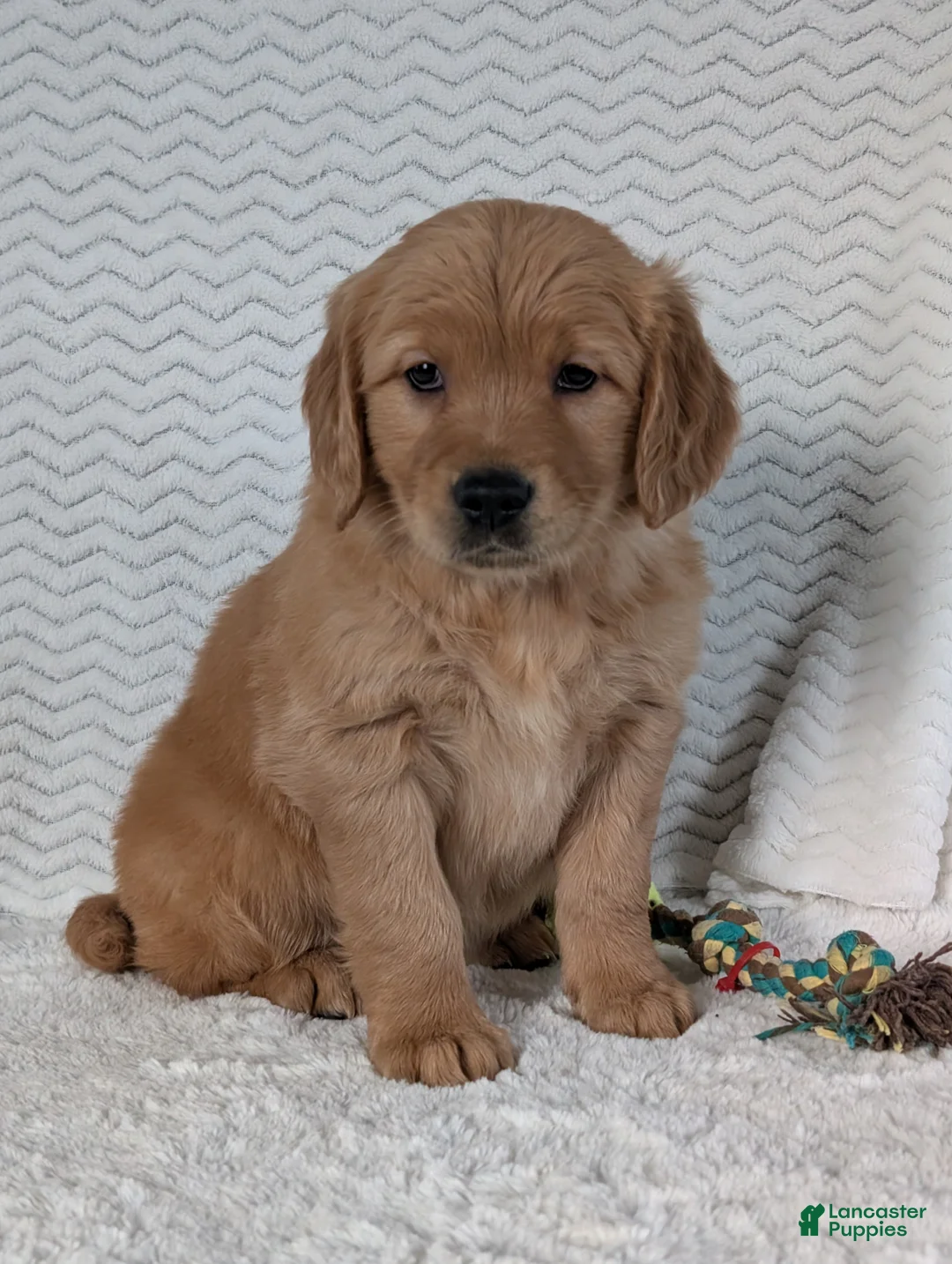Golden Retriever dogs for sale: Miss Emmie - Ad 12