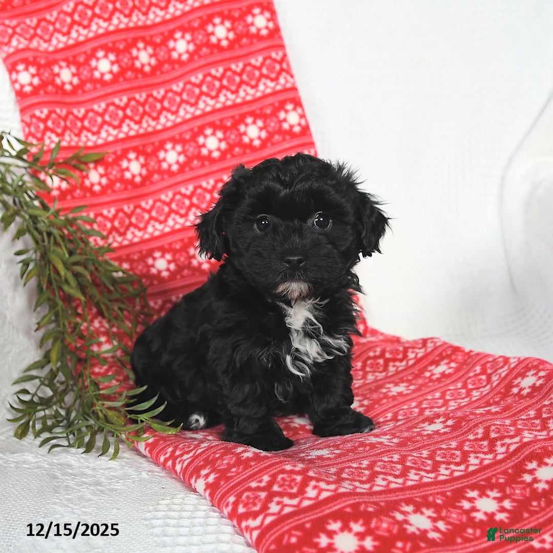 Mixed Breed dogs for sale: Murphy - Ad 1