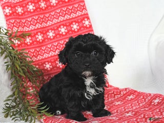 Mixed Breed dogs Murphy - Ad 19