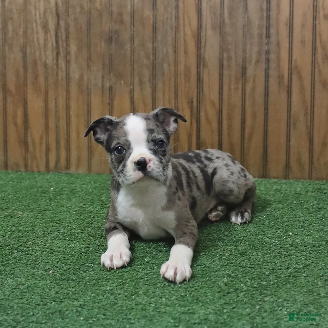 Boston Terrier dogs for sale: Buster - Ad 3