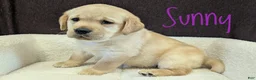 Labrador Retriever dogs for sale: Sunny - Ad 1