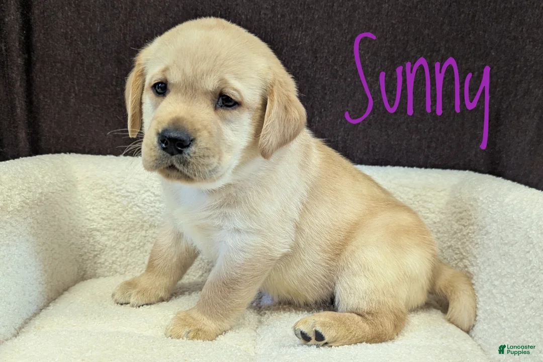 Labrador Retriever dogs for sale: Sunny - Ad 1